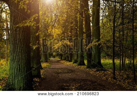 Beautiful Autumn Forest Park In Russia. The Park Estate Rozhdestveno. Leningrad Oblast.