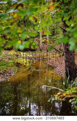 The leuvenumse creek is one of the few natural streams in Dutch nature. This brook is the longest of the Veluwe and is a beautiful place at the autumn season. Atmospherically colored autumn leaves make it an attractive setting