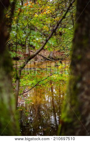 The leuvenumse creek is one of the few natural streams in Dutch nature. This brook is the longest of the Veluwe and is a beautiful place at the autumn season. Atmospherically colored autumn leaves make it an attractive setting