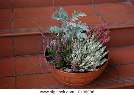 Heather
