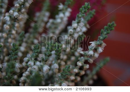 Heather