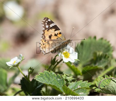 Macro of a Butterfly Cacyreus marshalli on a strawberry flower .