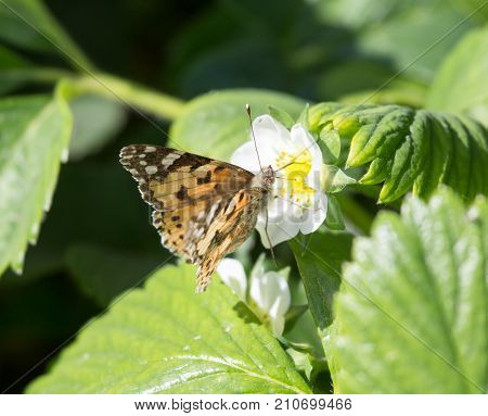 Macro of a Butterfly Cacyreus marshalli on a strawberry flower .