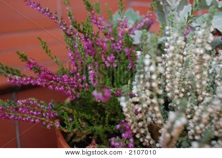 Heather
