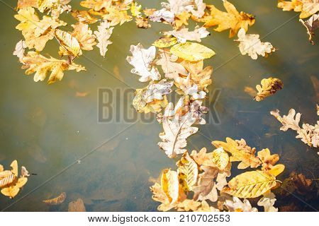 Autumn maple yellow leaves on the water