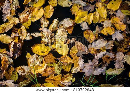 Autumn maple yellow leaves on the water