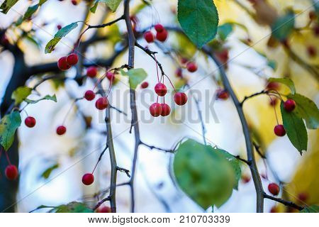 Bright hips of red berriea on branches. Autumn in the forest. A gloomy autumn sky.