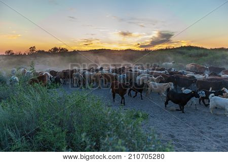 shepherd with herd of sheep at sunset return from the pasture. Kazakhstan