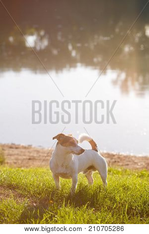Adorable Jack Russell Terrier standing on green lawn enjoying day with lake on background.