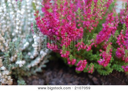 Heather