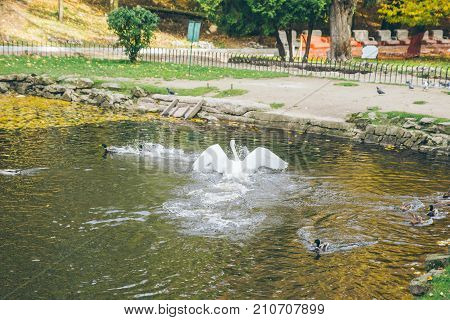 Swan sweeming on a lake in a park in autumn
