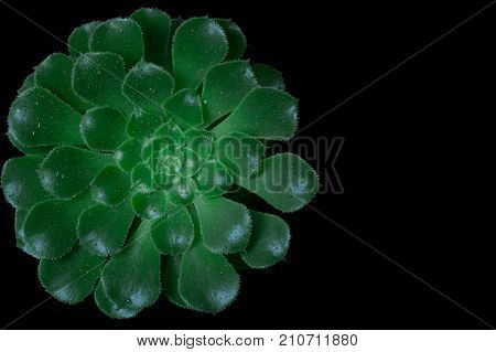 Aeonium undulatum Succulent .Close-up of green succulent plant with drops of water on the leaves. Black background.