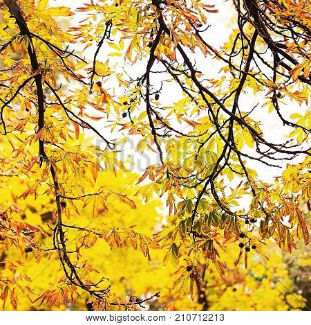 natural background with autumn branches of chestnut