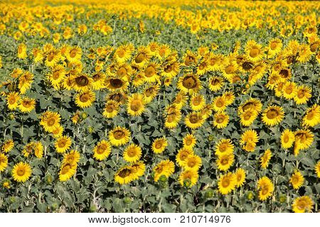 Sunflowers field near Arles in Provence France