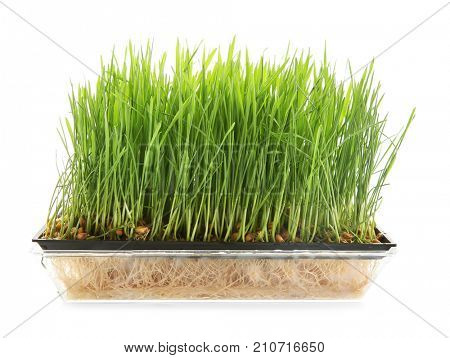 Sprouter with wheat grass on white background