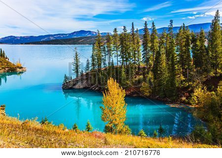 Abraham Lake is the most beautiful lake in the Rockies of Canada. Dense forests cover the lake shores. Warm sunny day in autumn, Indian summer. The concept of ecological and active tourism
