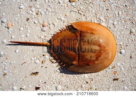 Cacerola de mar Limulus polyphemus horseshoe crab in Mexico