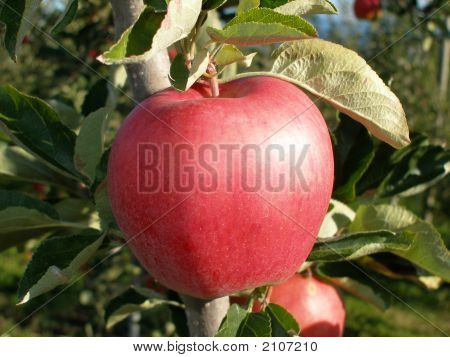 Autunno Apple