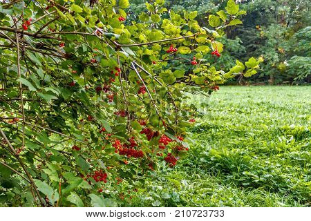 Shrub with lots of red berries on branches.