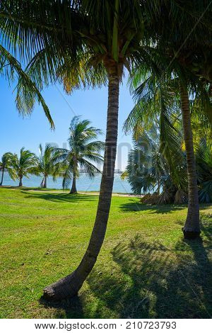 Cancun Pok-Ta-Pok palm trees in Hotel Zone at Nichupte Lagoon of Mexico