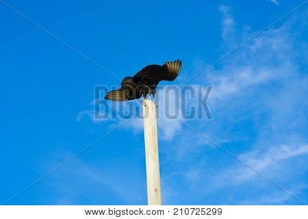 Zopilote buzzard bird in San Martin at Cozumel island of Mexico