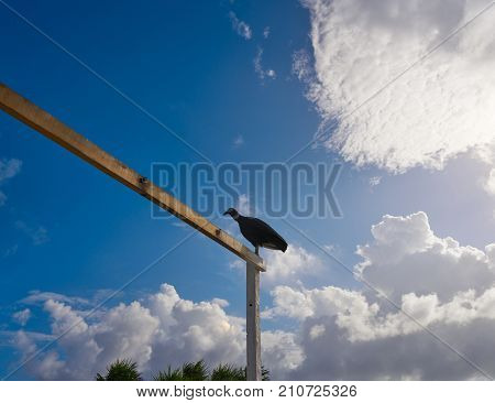 Zopilote buzzard bird in San Martin at Cozumel island of Mexico