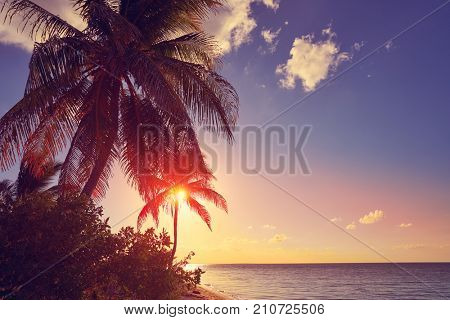 Holbox island sunset beach palm tree tropical in Mexico