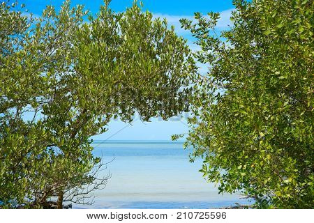 Holbox tropical Island mangroove in Quintana Roo of Mexico