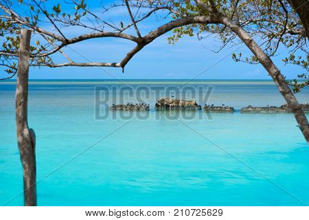 Holbox tropical Island mangroove beach in Quintana Roo of Mexico