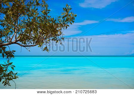 Holbox tropical Island mangroove beach in Quintana Roo of Mexico