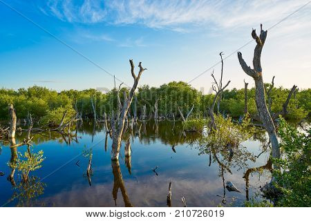 Holbox Island mangroove in Quintana Roo of Mexico
