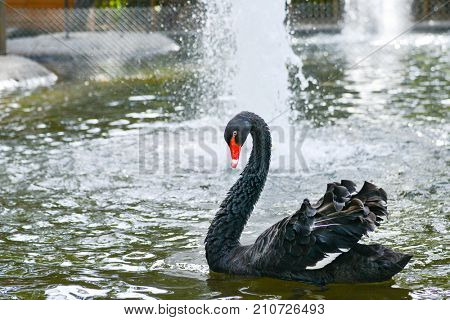 Black swan
