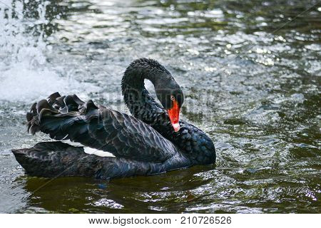 Black swan