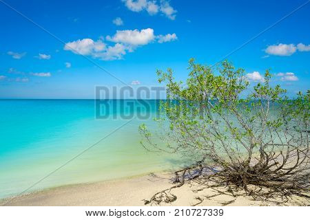 Holbox Island beach mangroove in Quintana Roo of Mexico