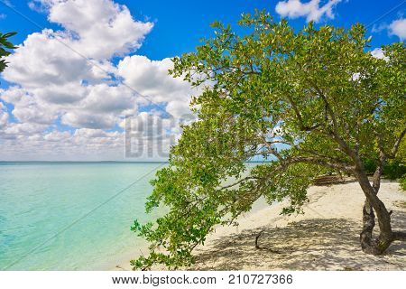 Holbox Island beach mangroove in Quintana Roo of Mexico
