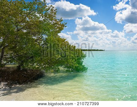 Holbox Island beach mangroove in Quintana Roo of Mexico