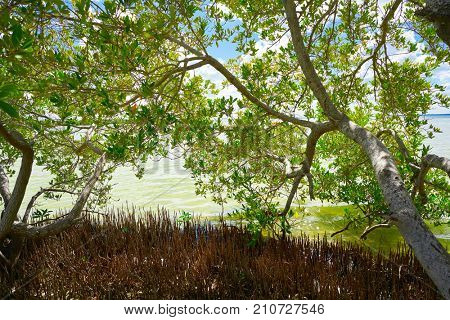 Holbox Island beach mangroove in Quintana Roo of Mexico