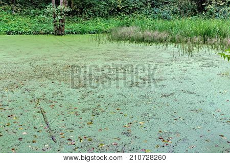 Lush green swamp . The sun is peaking through the thick foliage to reveal a gorgeous natural landscape.