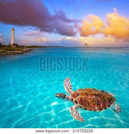 Mahahual Caribbean beach turtle photomount in Costa Maya of Mexico