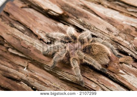 Cileno Rose Tarantula