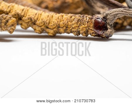 close up Ophiocordyceps sinensis (CHONG CAO DONG CHONG XIA CAO) or mushroom cordyceps this is a herbs. Medicinal properties in the treatment of diseases.