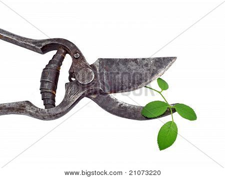 Alte Garten Pruner und grünes Blatt