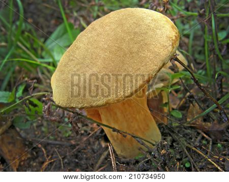 mushroom Boletus subtomentosus. Very beautiful image