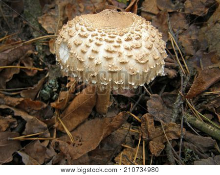Forest mushroom photo. Very beautiful image
