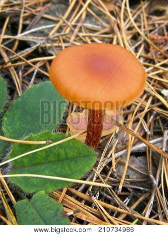 Forest mushroom photo. Very beautiful image