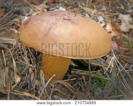 Polish mushroom Imleria badia. Very beautiful image