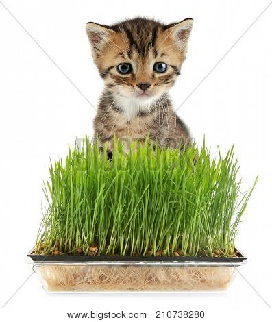 Cute kitten and wheat grass on white background