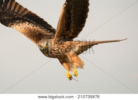 Awesome bird of prey in flight with the sky of background