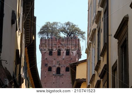 LUCCA, ITALY - JUNE 03: Guinigi Tower with oak tree garden on the rooftop in Lucca, Tuscany, Italy on June 03, 2017.
