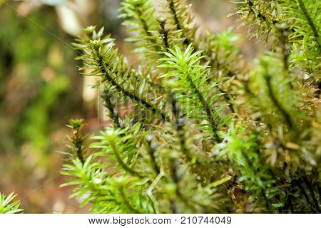 Closeup of tall green wet Dawsonia acrocarpous moss at Kinabalu national park, Malaysia, Asia (Dawsonia longiseta)